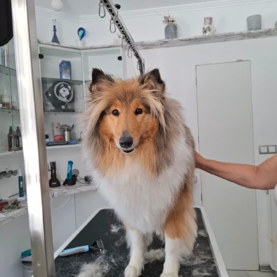 Logo von Hundesalon Wörgl