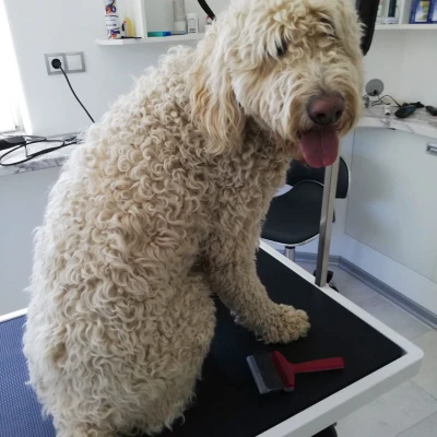 Logo von Hundesalon Wörgl
