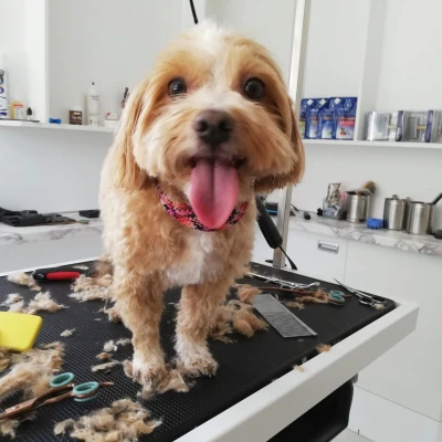 Logo von Hundesalon Wörgl