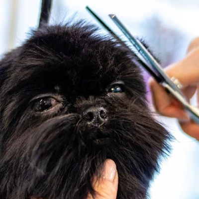 Logo von Hundesalon Wörgl